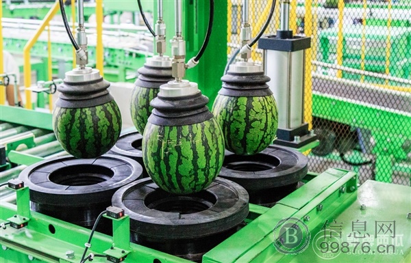 品牌西瓜 礼品西瓜 礼盒西瓜 西瓜礼品 西瓜批发市场 农业产业园